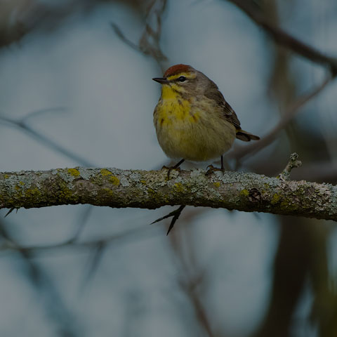 Palm Warbler