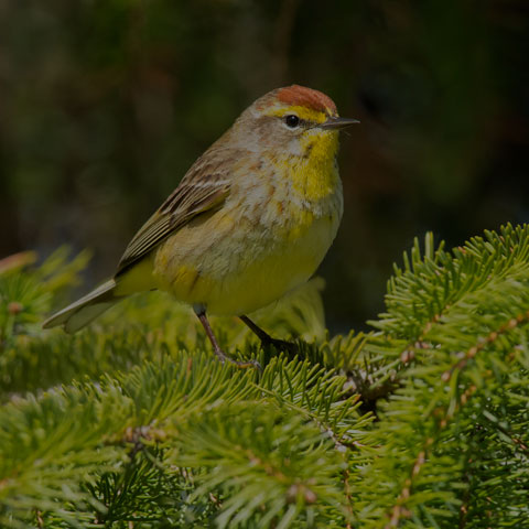 Palm Warbler