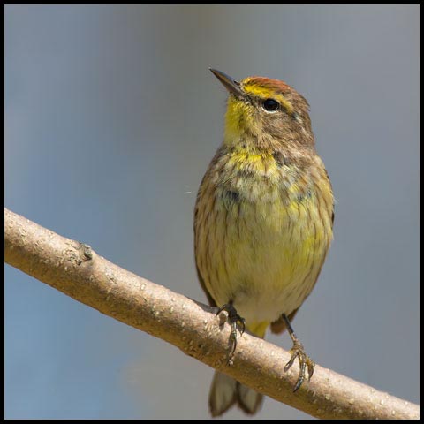 Palm Warbler