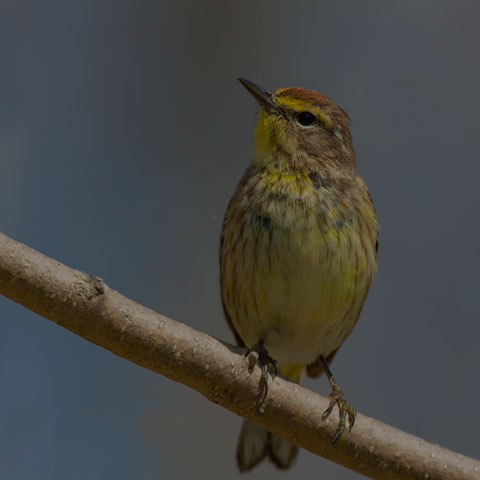 Palm Warbler