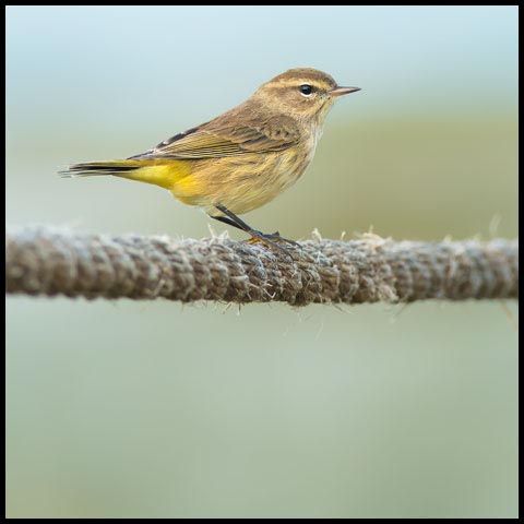 Palm Warbler