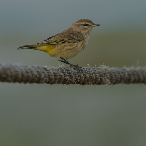 Palm Warbler