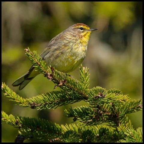 Palm Warbler