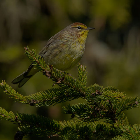 Palm Warbler