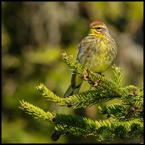 Palm Warbler