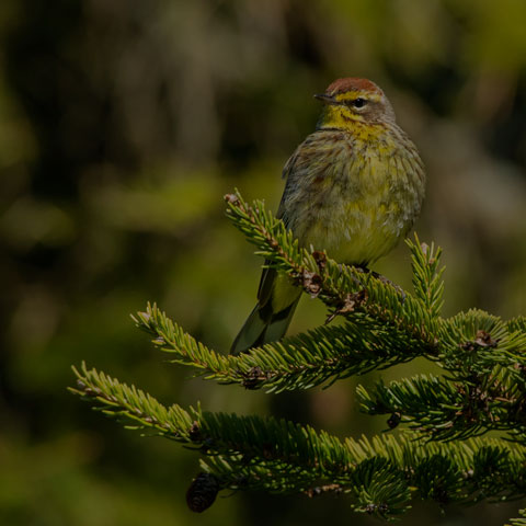 Palm Warbler