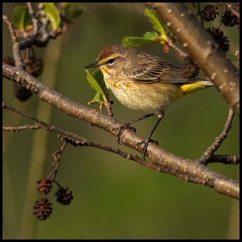 Palm Warbler