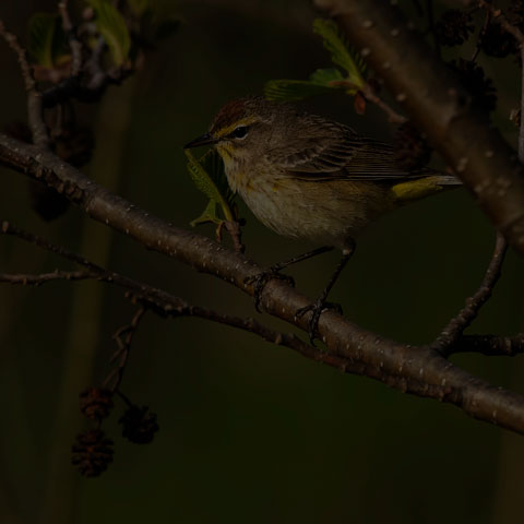 Palm Warbler