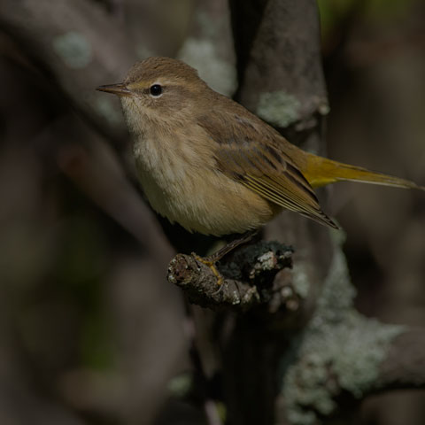 Palm Warbler