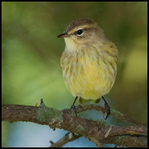 Palm Warbler
