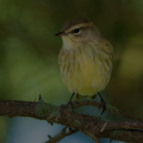 Palm Warbler
