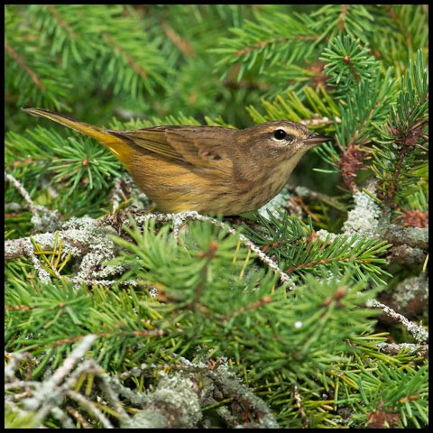 Palm Warbler