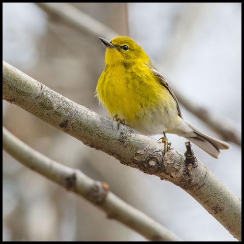Pine Warbler