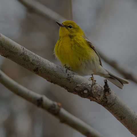 Pine Warbler