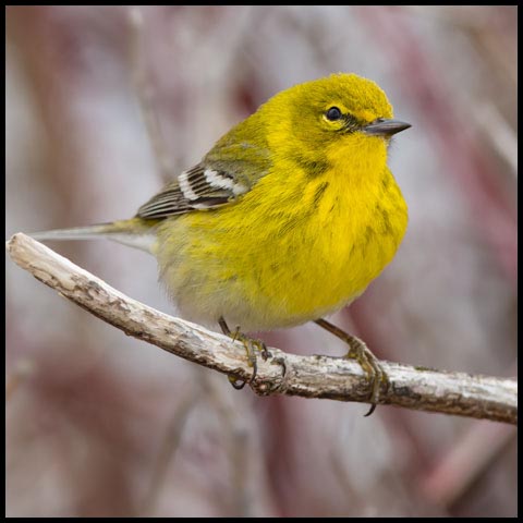 Pine Warbler