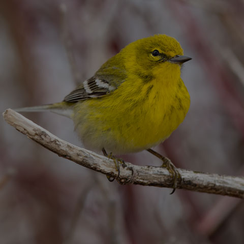 Pine Warbler