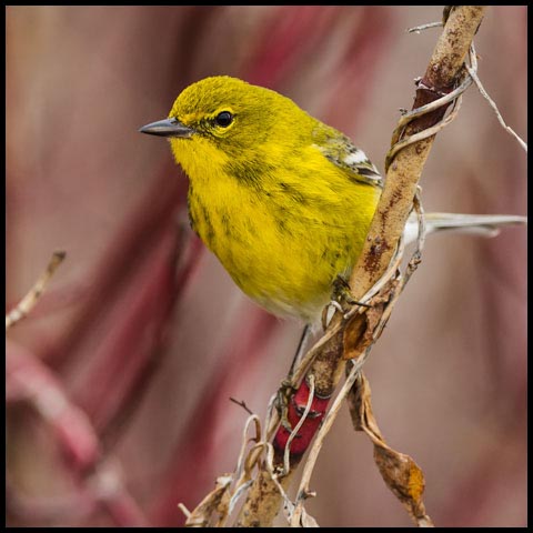 Pine Warbler