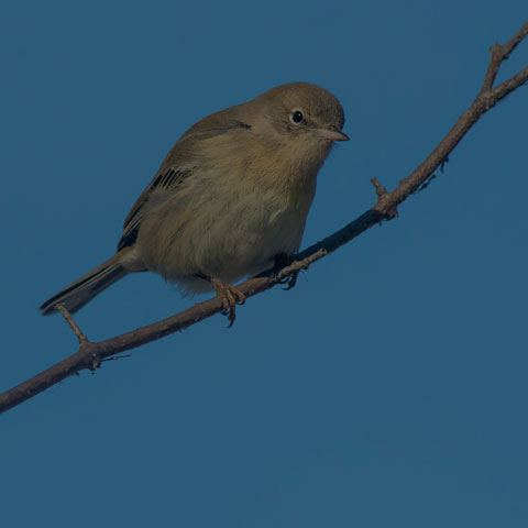 Pine Warbler
