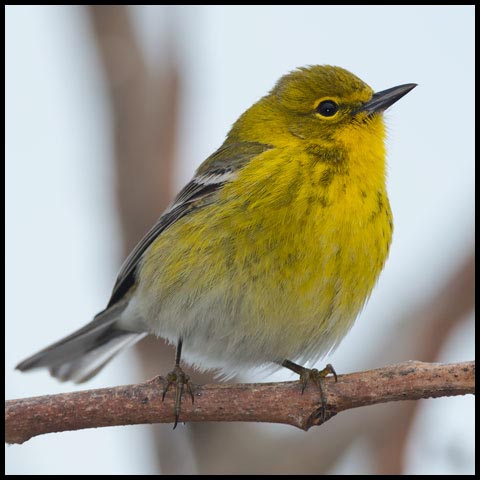 Pine Warbler