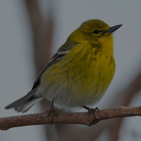 Pine Warbler