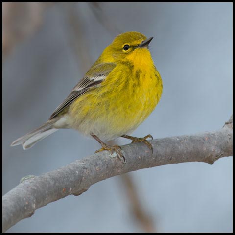 Pine Warbler