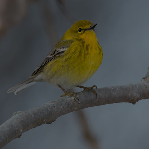 Pine Warbler