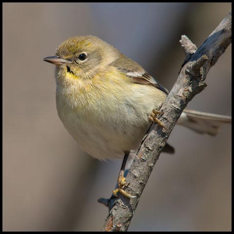 Pine Warbler
