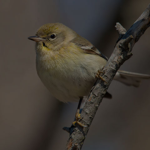 Pine Warbler