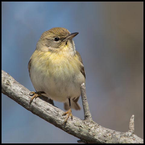 Pine Warbler