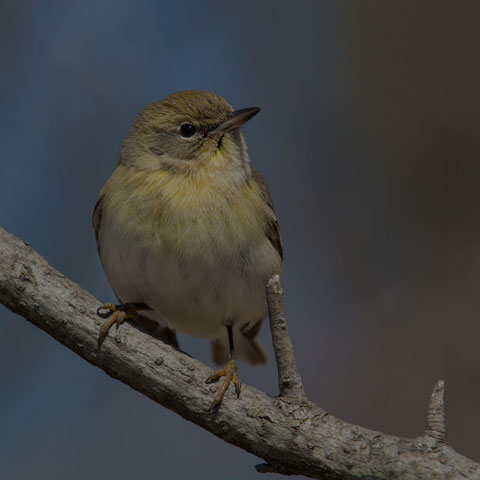 Pine Warbler