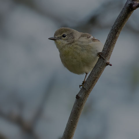 Pine Warbler