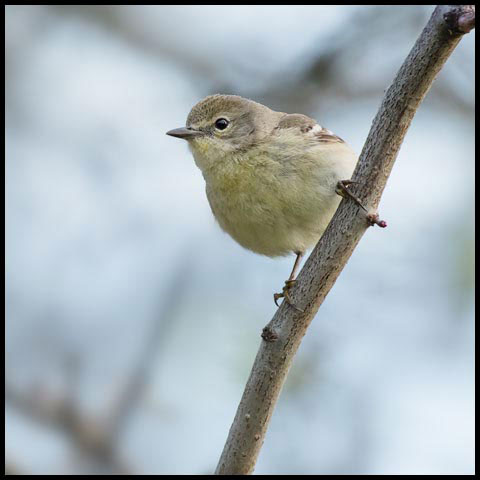 Pine Warbler