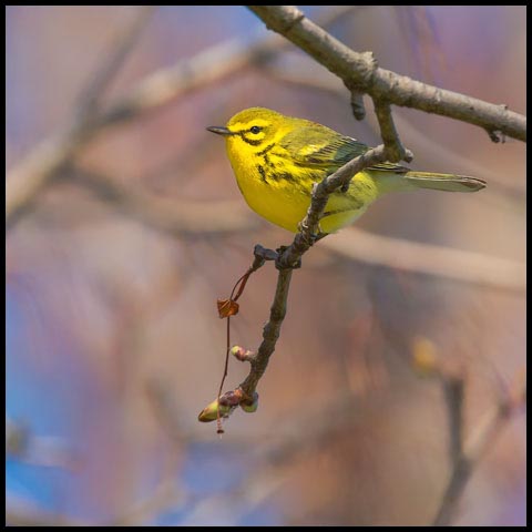 Prairie Warbler
