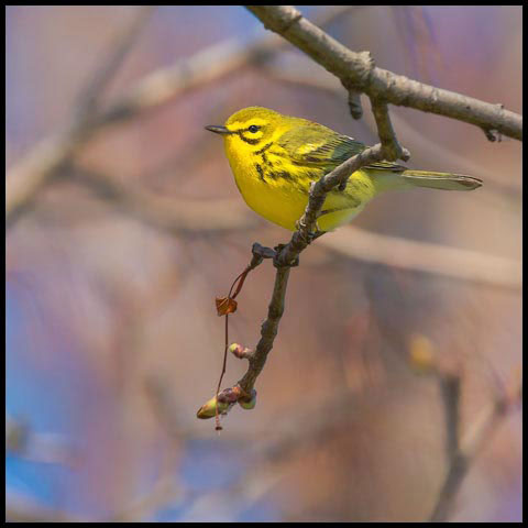 Prairie Warbler