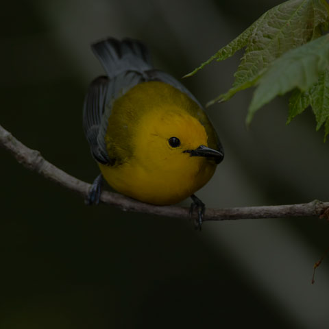 Prothonotary Warbler