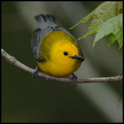 Prothonotary Warbler