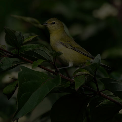 Tennessee Warbler