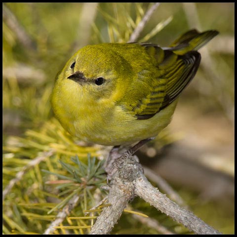 Tennessee Warbler