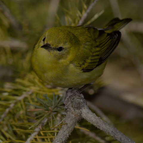 Tennessee Warbler