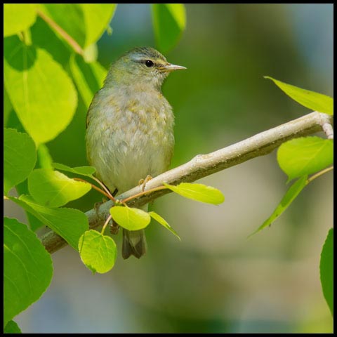 Tennessee Warbler