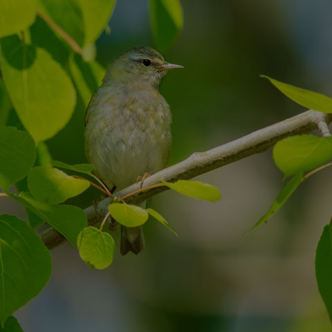 Tennessee Warbler