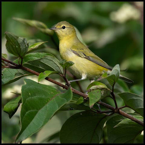 Tennessee Warbler
