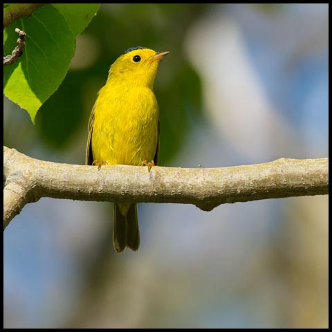 Wilson's Warbler