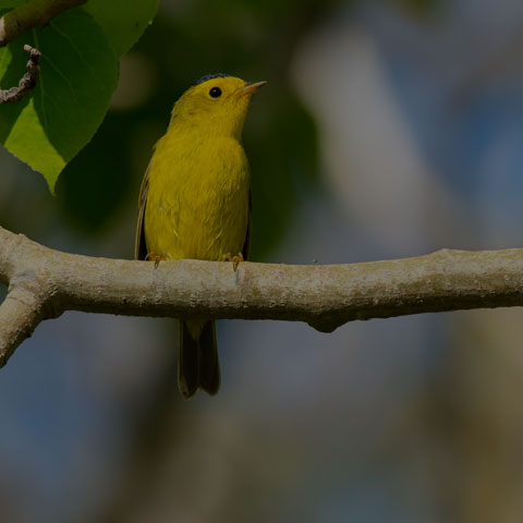 Wilson's Warbler