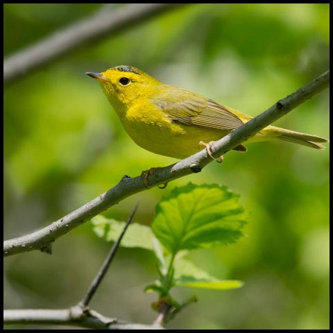 Wilson's Warbler
