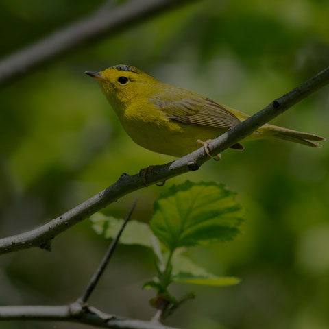 Wilson's Warbler