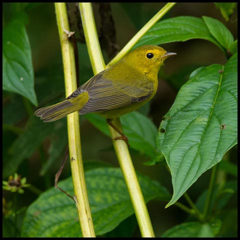 Wilson's Warbler