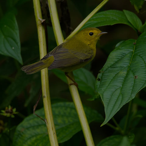 Wilson's Warbler