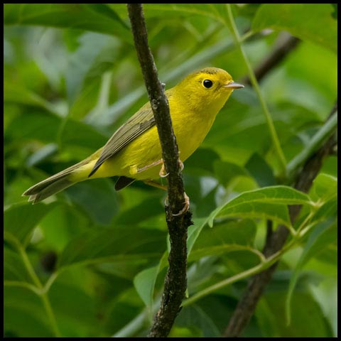 Wilson's Warbler