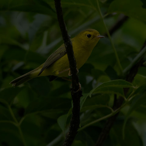 Wilson's Warbler